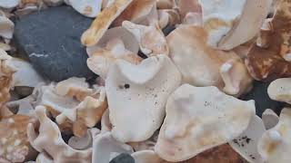 Exploring Shell Cemetery Beach, Santa Maria, Sal, Cape Verde