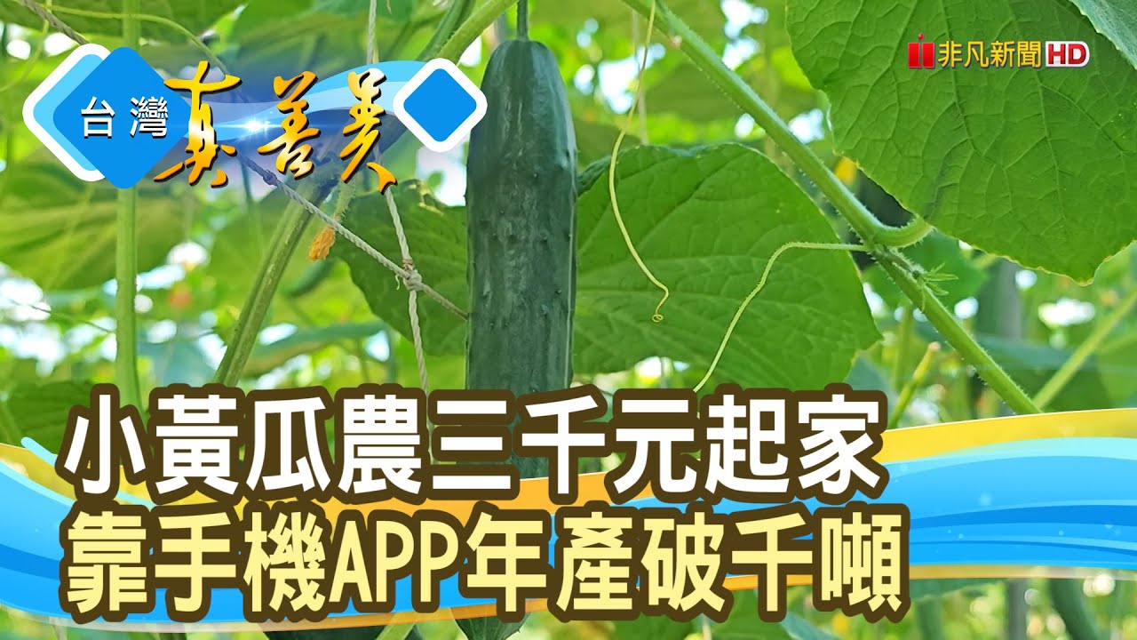 “沒人看好”的小黃瓜青農｜藝龍種苗公司｜【台灣真善美】2026.01.18