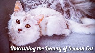 Somali Cats: The Most Exotic Feline & Your Next Trending Pet