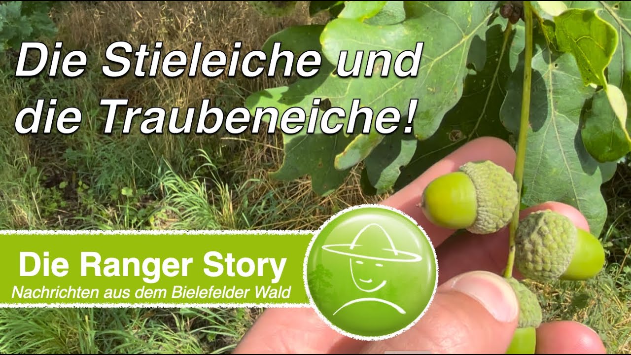 Die Stieleiche und die Traubeneiche!