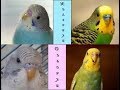 Как определить пол волнистого попугая//самец или самка