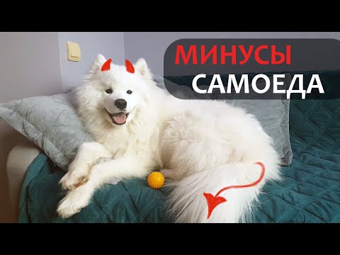 ТОП - 5 минусов САМОЕДА | Всем, кто хочет БЕЛОЕ ОБЛАКО