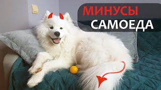 ТОП - 5 минусов САМОЕДА | Всем, кто хочет БЕЛОЕ ОБЛАКО