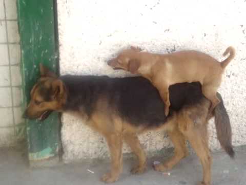 mexican dog fight pelea perros sangrienta tambien los chiquitos pueden lutte de chiens comedia