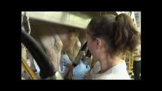 FOR KIDS -  How Cows are Milked video