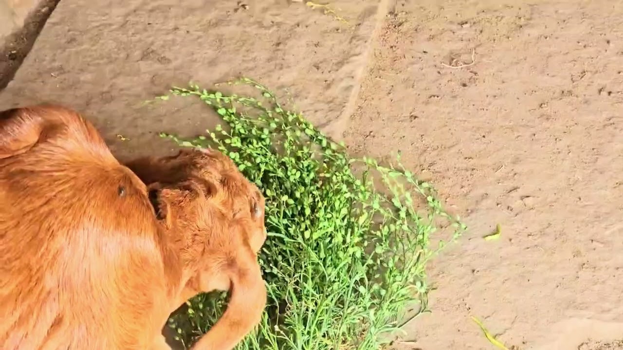 Vlog…🌾🕊️| Husbandry￼, Cropping, Lifestyle, ￼Like, Share & Subscribe |