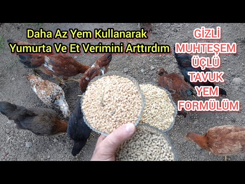 BU SIRRI Öğrendikten Sonra Asla Tavuklara Başka Yem Vermeyeceksiniz🐔Yumurta ve Et Verimi 2 Kat Arttı