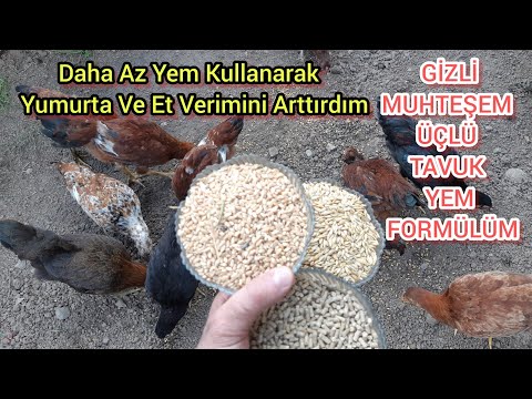 Video: Köy Tavuklarını Büyütmek İçin 12 Büyük Püf Nokta