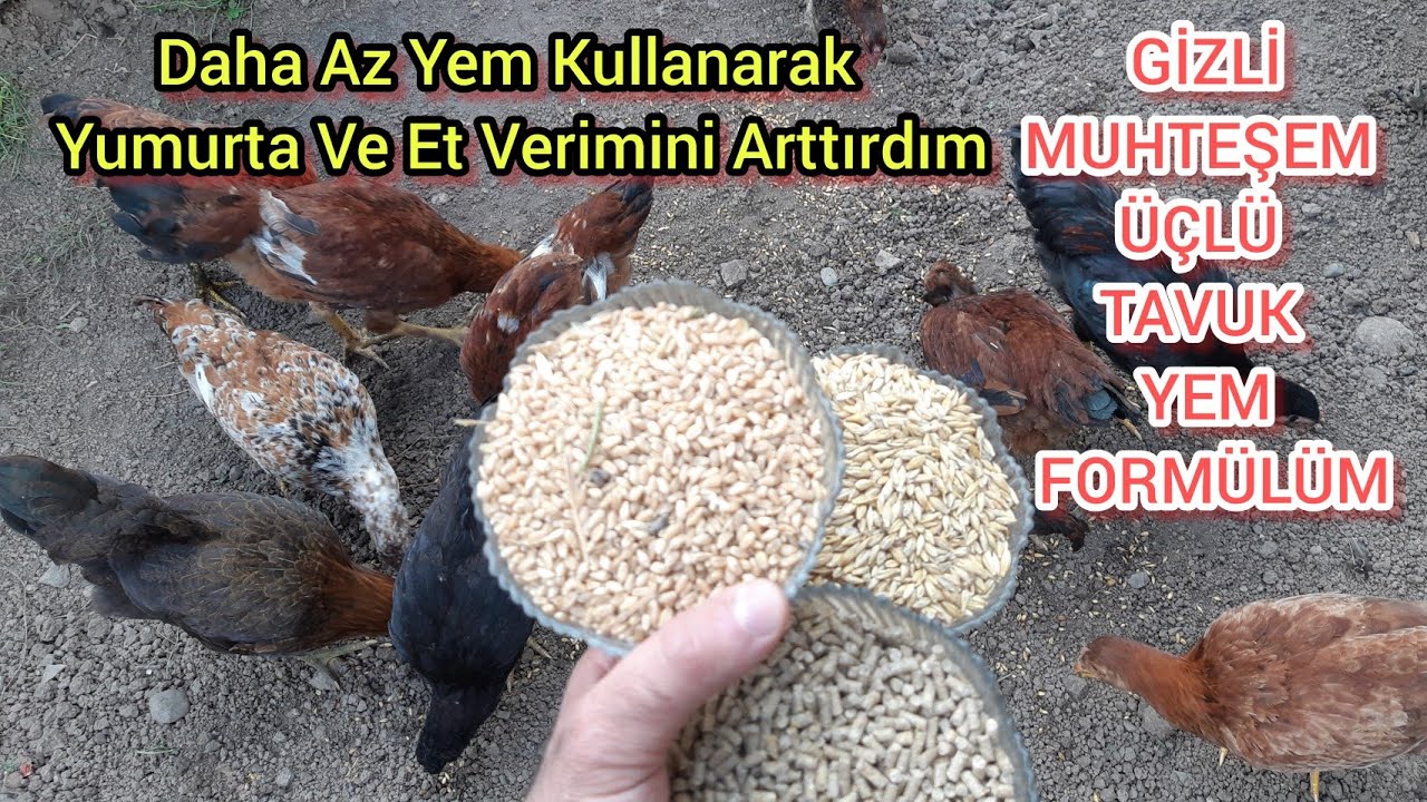BU SIRRI Öğrendikten Sonra Asla Tavuklara Başka Yem Vermeyeceksiniz🐔Yumurta ve Et Verimi 2 Kat Arttı