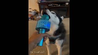 لما الكلب الخارق سبب نوبه قلبية الحكام كلب يغني  top 10 arabs