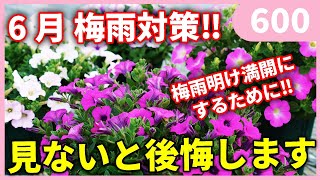ペチュニアの梅雨対策 by 園芸チャンネル 600 園芸 ガーデニング 初心者 2