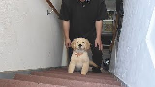 A puppy climbing stairs for the first time. Good luck with your small body. 【Golden Retriever japan】