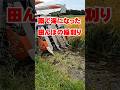 大雨で海になった田んぼの稲刈り1