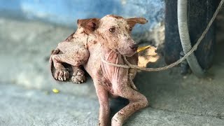 Tied to a lamppost for days, he begged his owner as he passed out from hunger