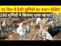 55 दिन में देसी मुर्गियों का वजन देखिये,मुर्गियों ने कितना दाना खाया?(Local chicken farming)