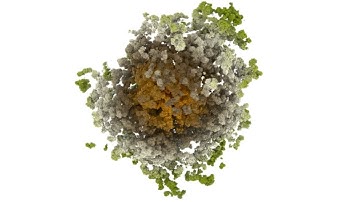 History Dependent Cellular Automata (Visions of Chaos)