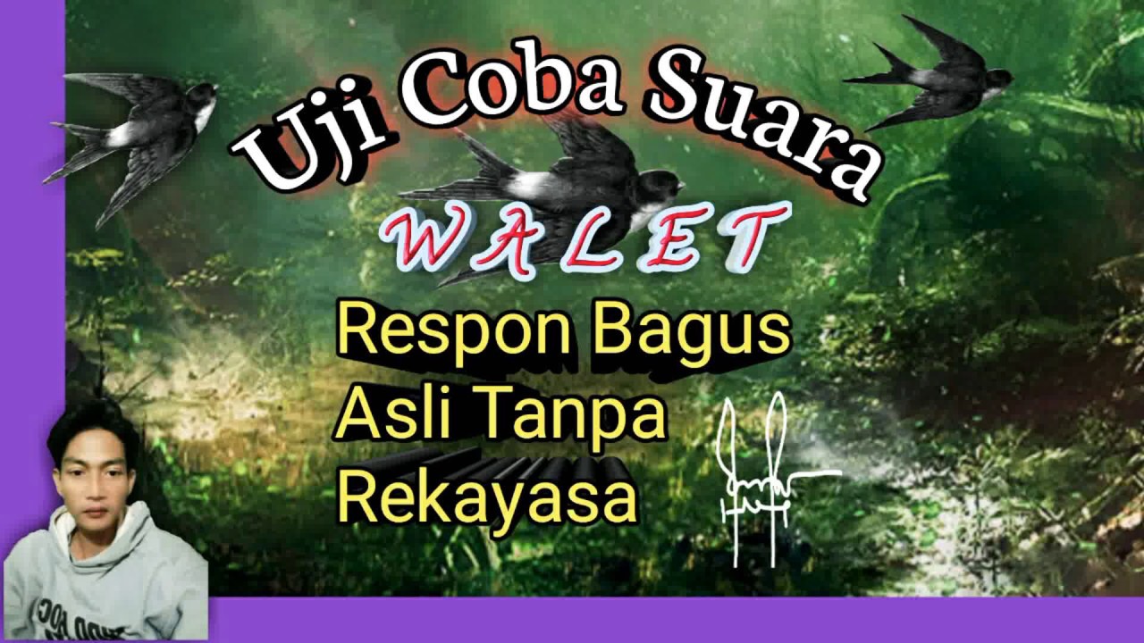 suara walet babon anak suara walet babon anak