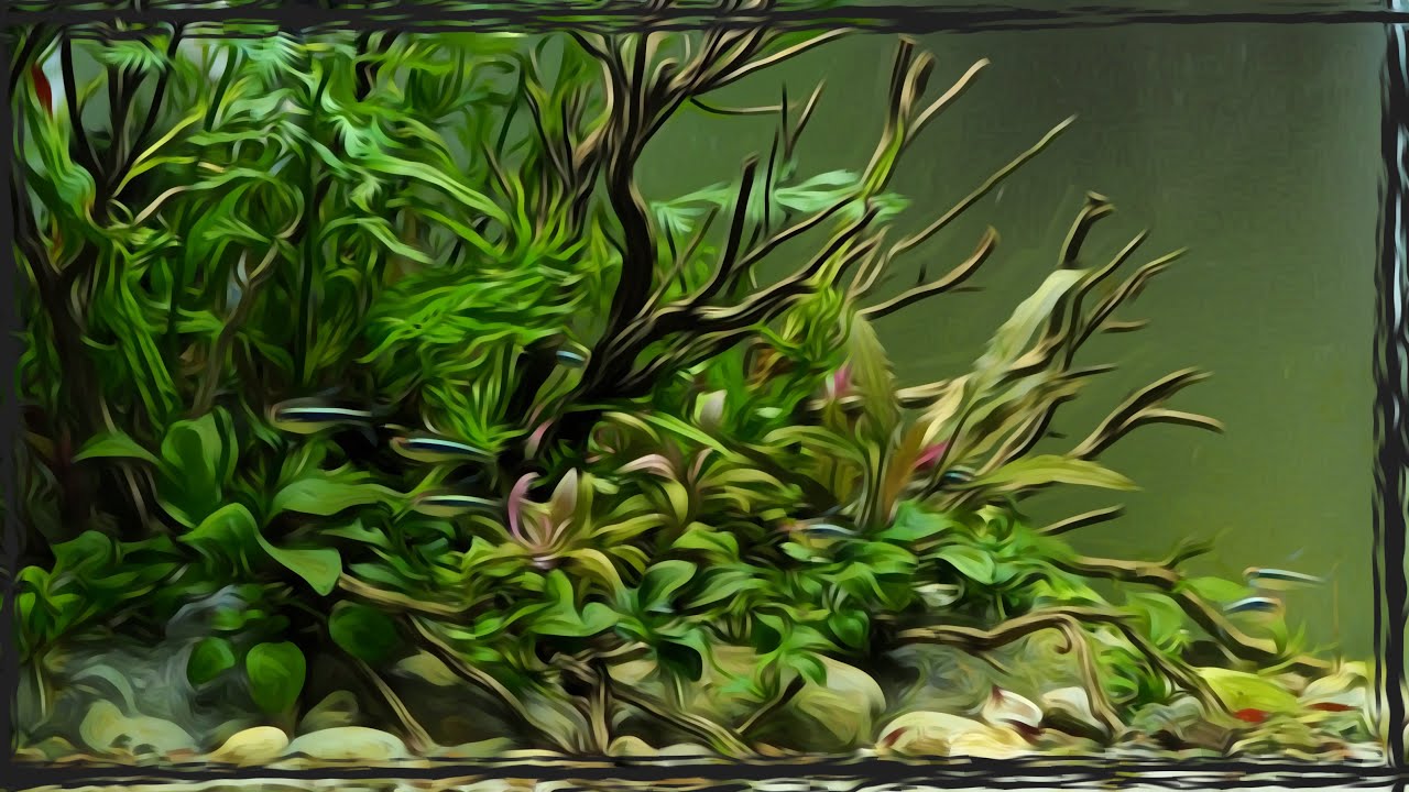 Planted Low Tech Aquarium YouTube