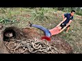 Brave Expert Catch 20 Black Mamba Snakes By Hand
