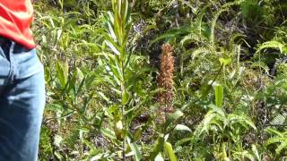 CP Video Series Episode 51 - Nepenthes gracilis seed spreading by Kenneth Hiew.