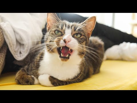 I Chat With My Cat + Bonus