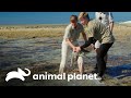 Rehabilitan y liberan a tres tortugas marinas | Los Irwin | Animal Planet