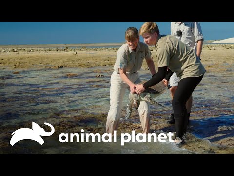 Video: La controversia de liberar a una tortuga de vuelta a la naturaleza