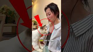 This Cat's Bond With Its Owner Will Melt Your Heart 😇❤ #shorts