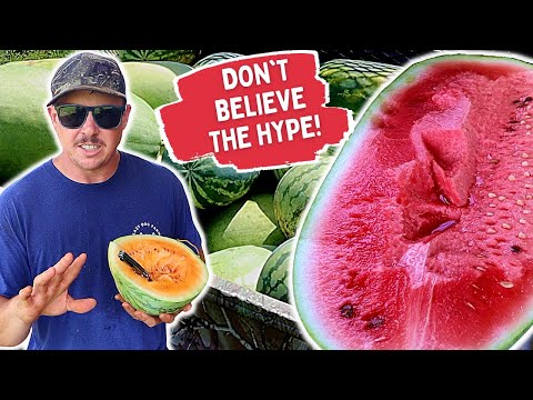 Vidéo: Charleston Grey Watermelon Care - Cultiver des pastèques anciennes dans le jardin