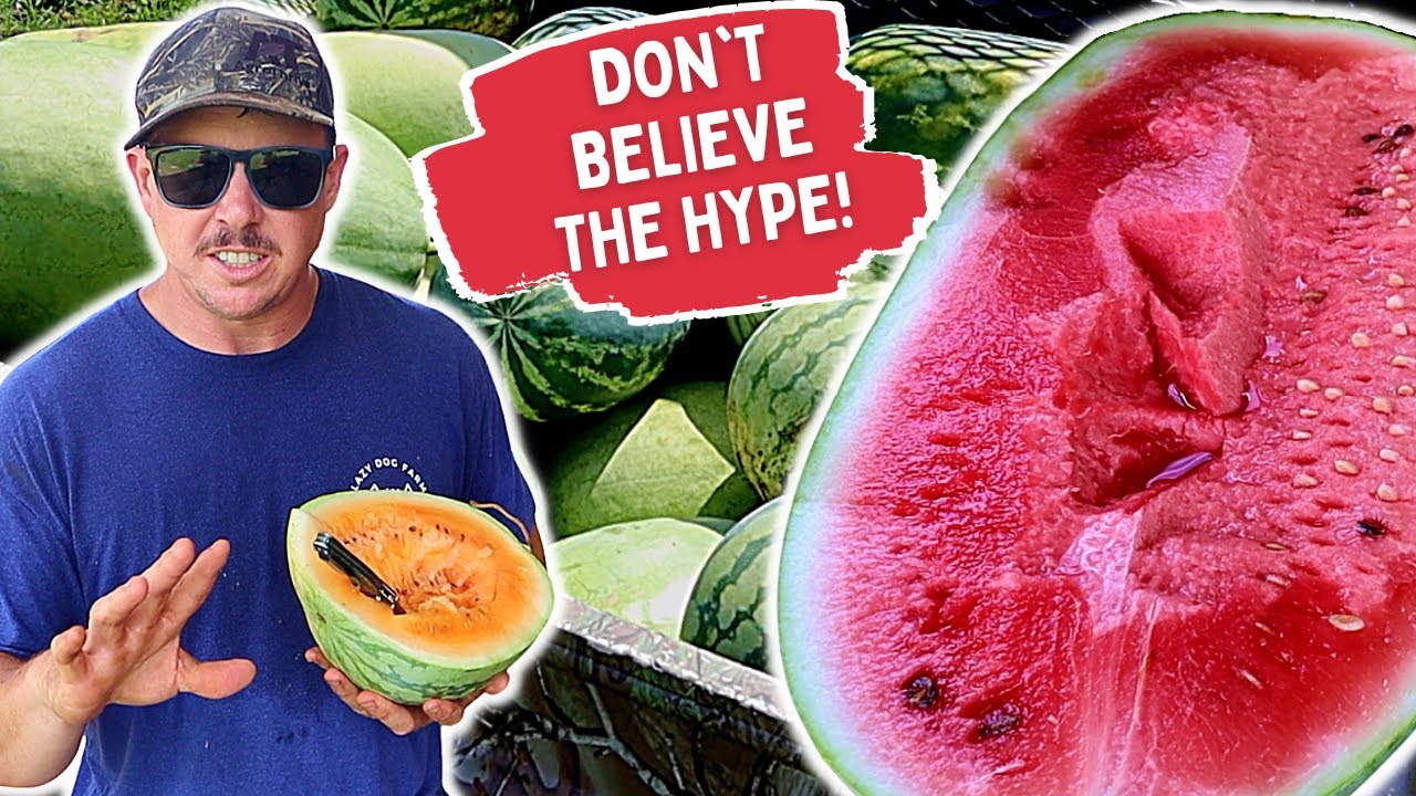 MY UNPOPULAR OPINION ON WATERMELON VARIETIES ...