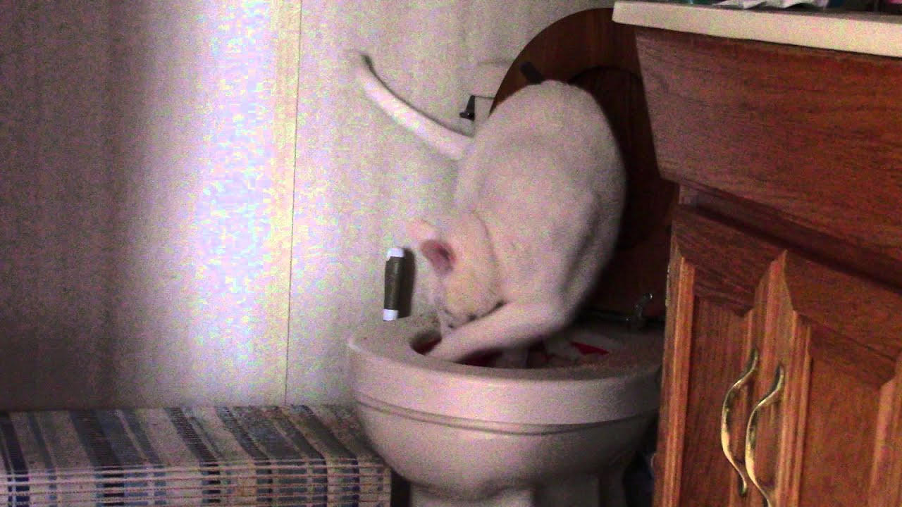 catnip oil Jupiter learning to use the Litter Kwitter = Embarrassing for Jupey