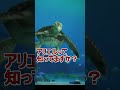 タートルトークにアリエル登場【タートルトーク】東京ディズニーシー#Shorts