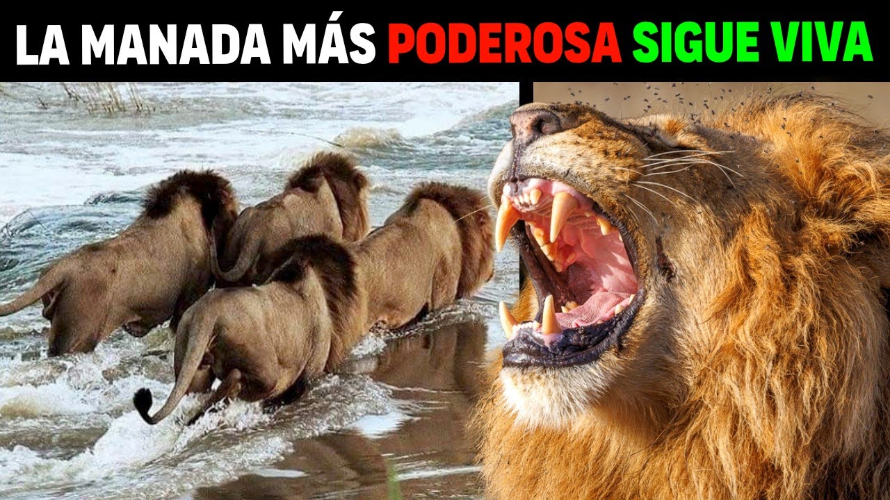 León - SABA BORA BOYS LOS LEONES MÁS CRUELES DEL SERENGETI