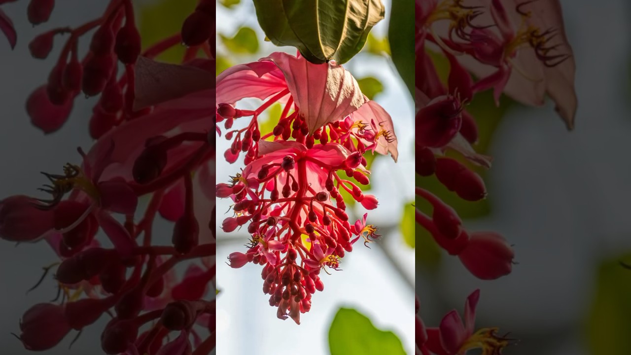 Delving into the Exquisite World of Rose Grape! 