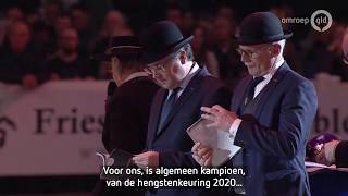 Male Belangstelling Voor Winnende Hengst Matthys 504