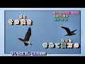 長良川鵜情    秋山涼子