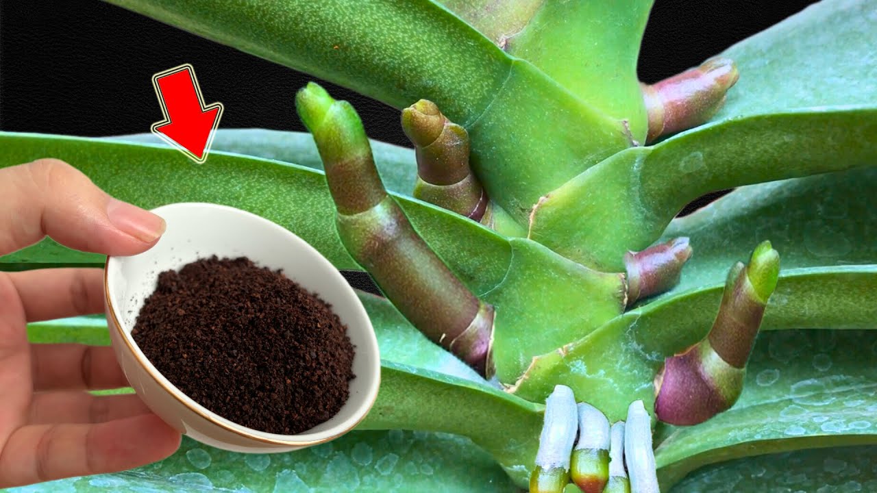 Просто кофе! Даже самая слабая орхидея пускает корни и цветет суперцветком!