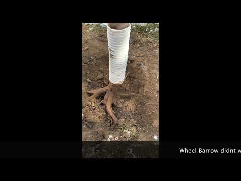 Moving My Plum Tree