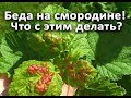 Беда на смородине!!! Что с этим делать?