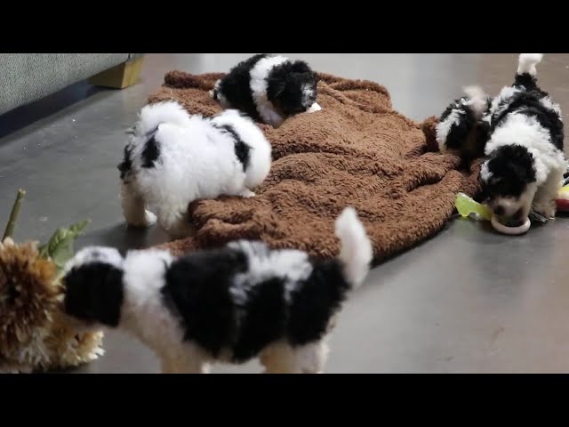 Cookie video thumbnail