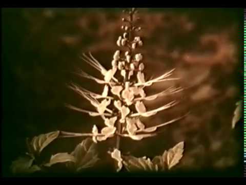 Возделывание лекарственных растений © Cultivation of medicinal plants