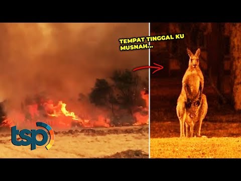 Video: Apakah kebakaran hutan australia telah berhenti?