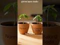 Baking Soda on Soil – Magic or Myth? 🌱 7 Day Experiment #gardening #youtubeshorts #shorts