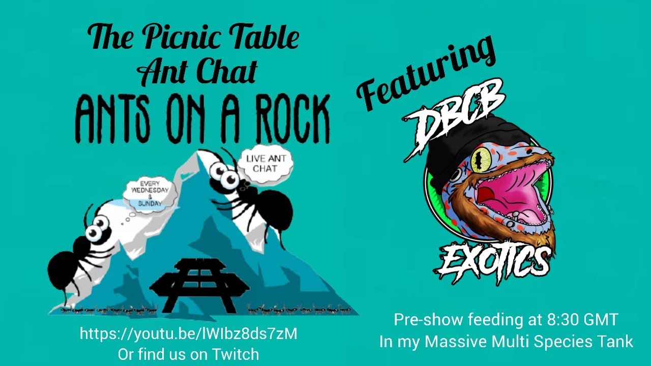 The Picnic Table Ant Chat S2#1 DBCB Exotics