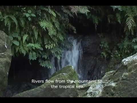 Introduction to Bali: Art, Ritual, Performance