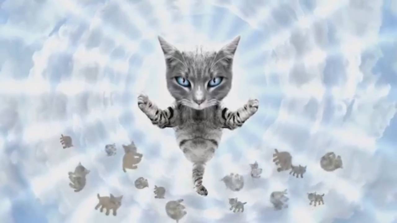 клипы про кошечек. кошачий бум. клипы про кошек. клип кошка беспородная. включи клип кошки.