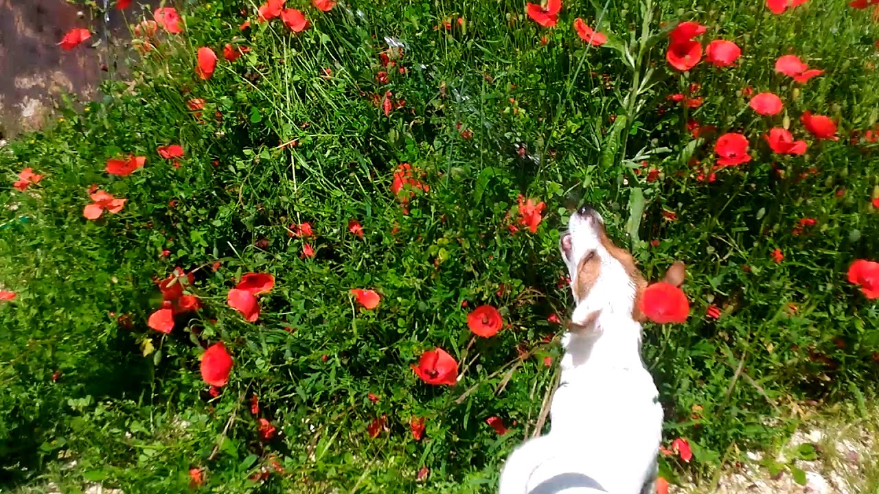 Funny Playing withs Water pupy Terrier Jack Russell YouTube Funny Playing withs Water pupy Terrier Jack Russell YouTube