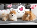Love Story Between Two Pomeranians
