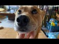 なでなでが大好きな犬（雑種犬）