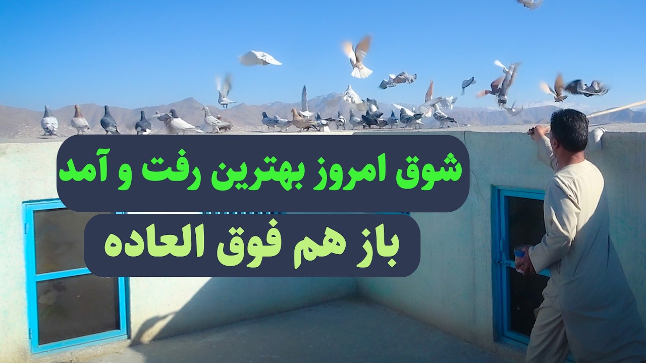 0456 / شوق امروز بهترین رفت و آمد باز هم فوق العاده / Afghan Shawqi